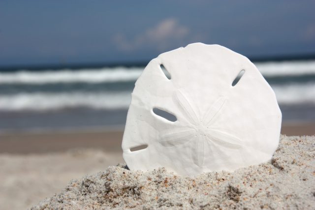 Sand dollar